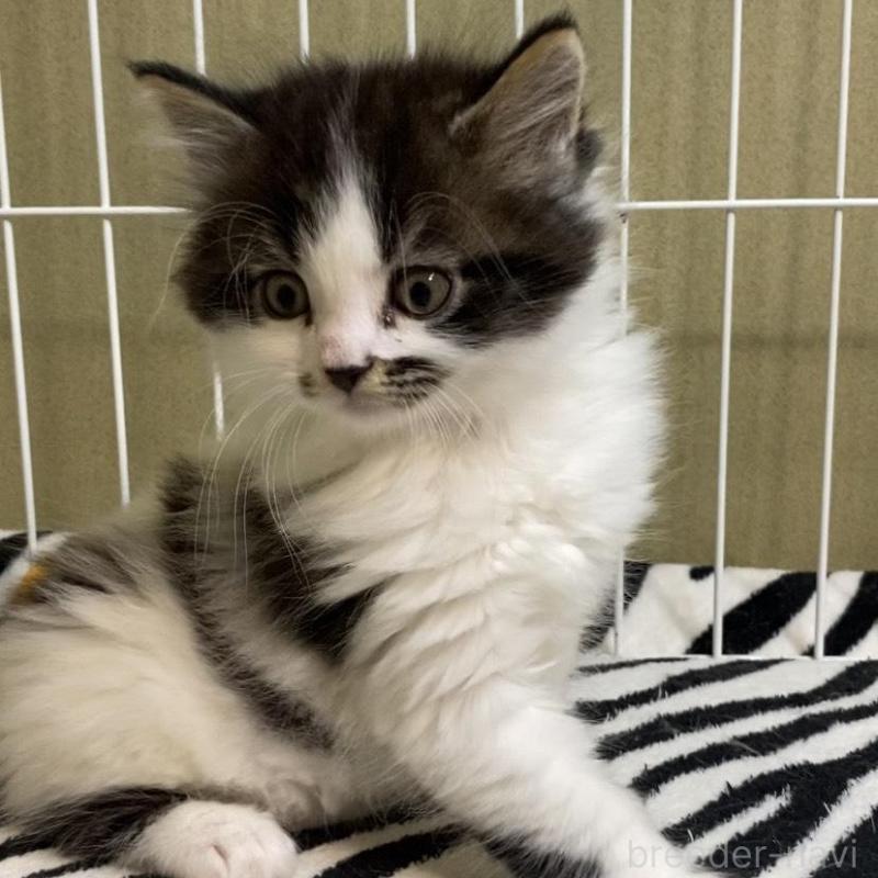 販売中の徳島県のミヌエット-137947の7枚目