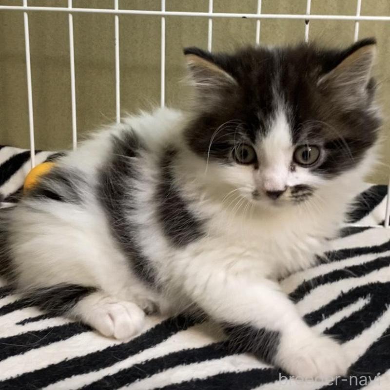 販売中の徳島県のミヌエット-137947の6枚目