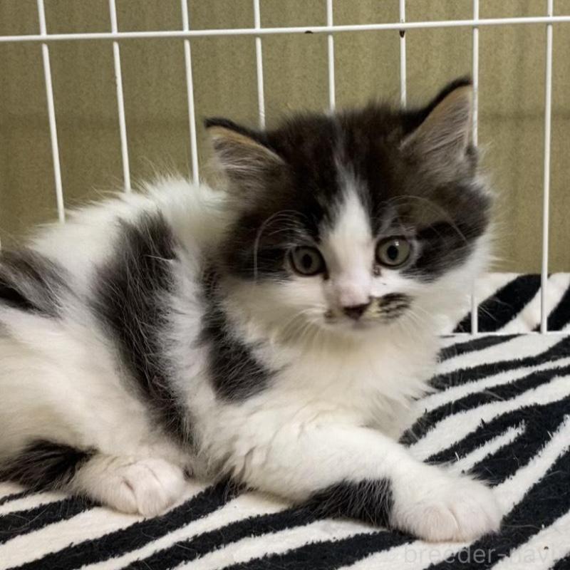 販売中の徳島県のミヌエット-137947の5枚目