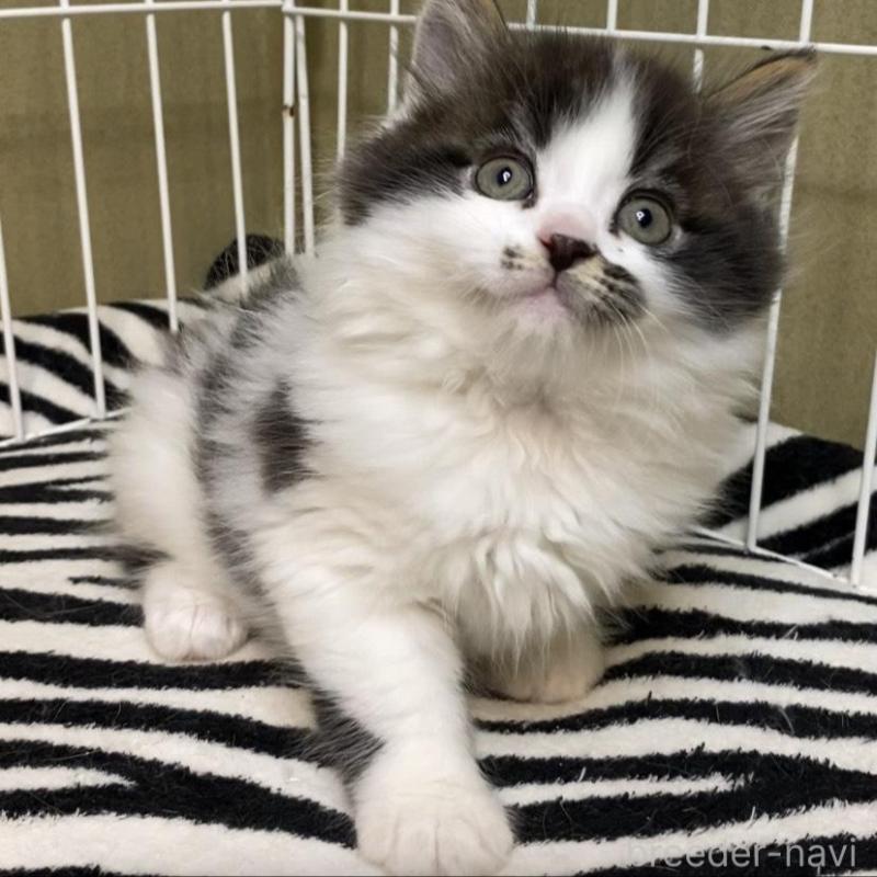 販売中の徳島県のミヌエット-137947