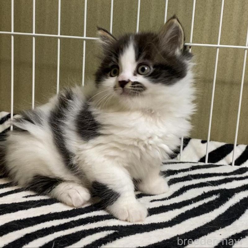 販売中の徳島県のミヌエット-137947の4枚目