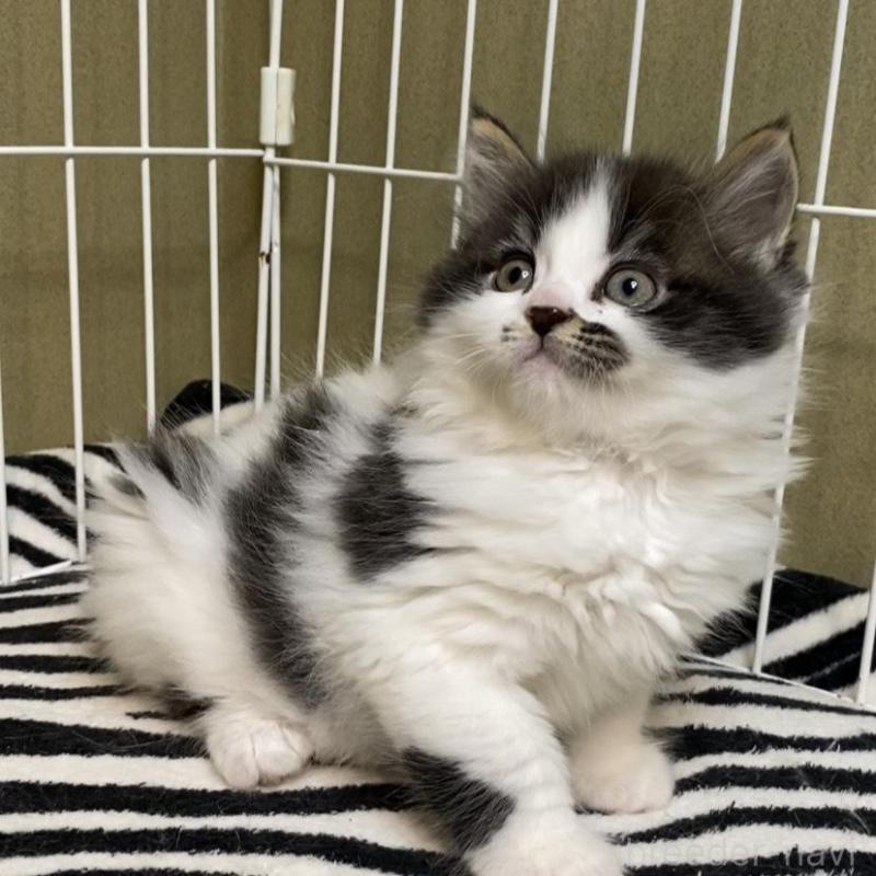 販売中の徳島県のミヌエット-137947の3枚目