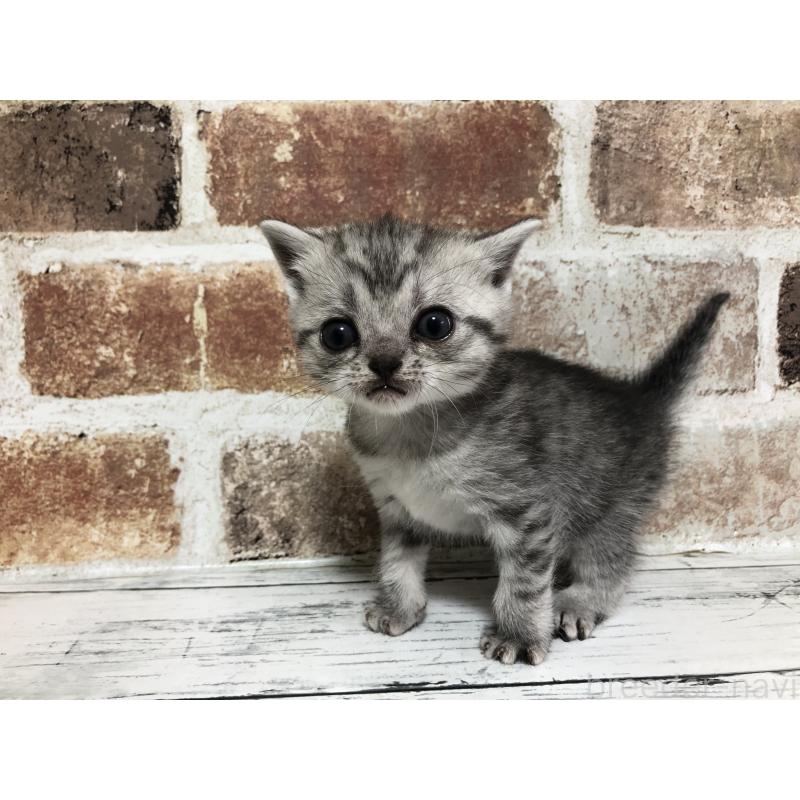 販売中の千葉県のスコティッシュストレート-137948の5枚目