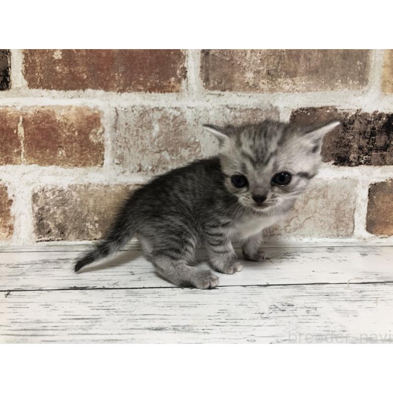 販売中の千葉県のスコティッシュストレート-137948の4枚目