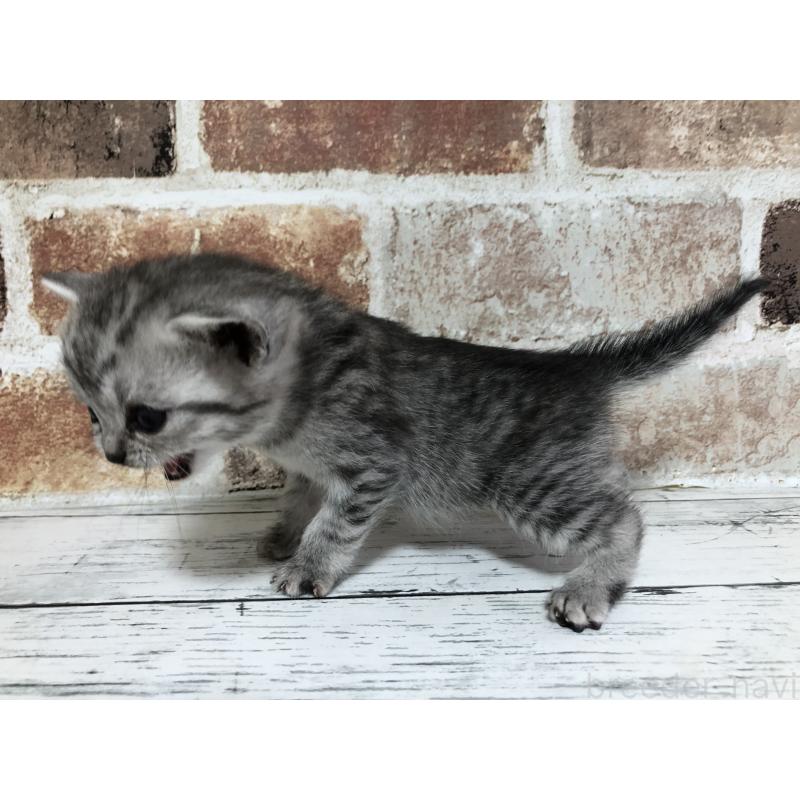 販売中の千葉県のスコティッシュストレート-137948の3枚目