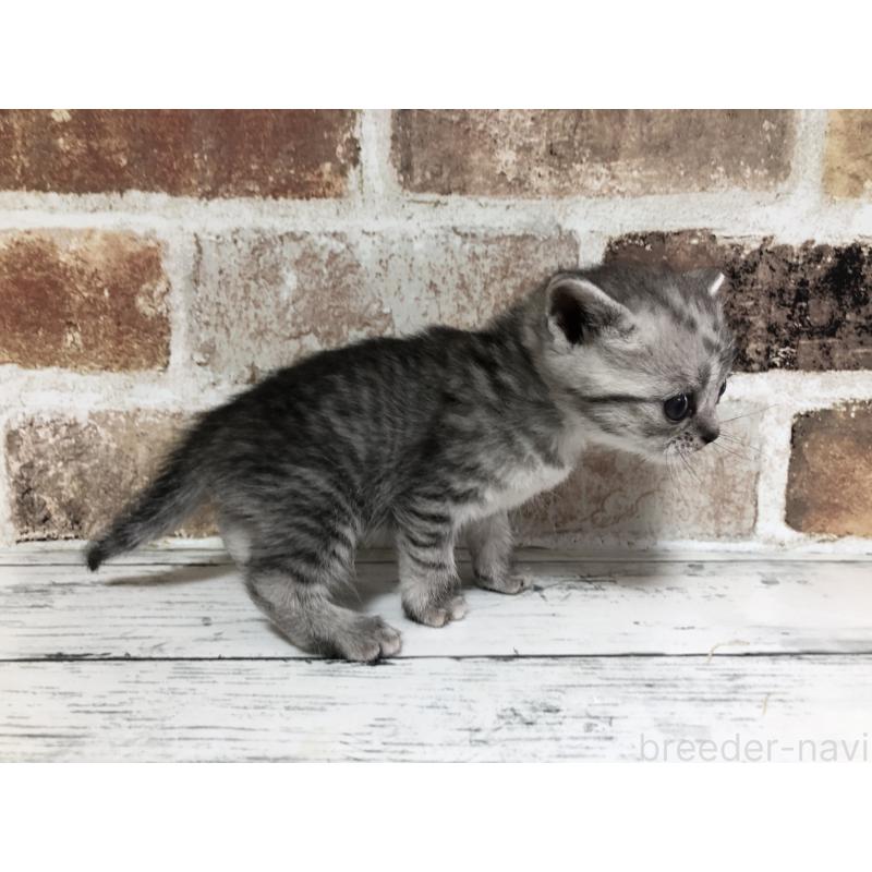 販売中の千葉県のスコティッシュストレート-137948の2枚目