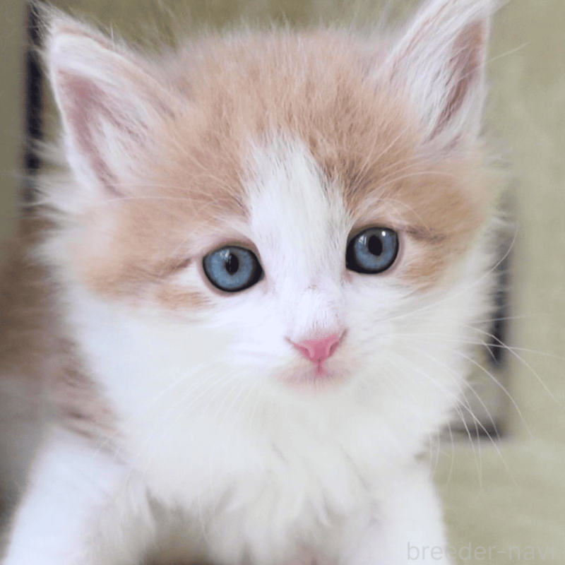 販売中の神奈川県のノルウェージャンフォレストキャット-137949