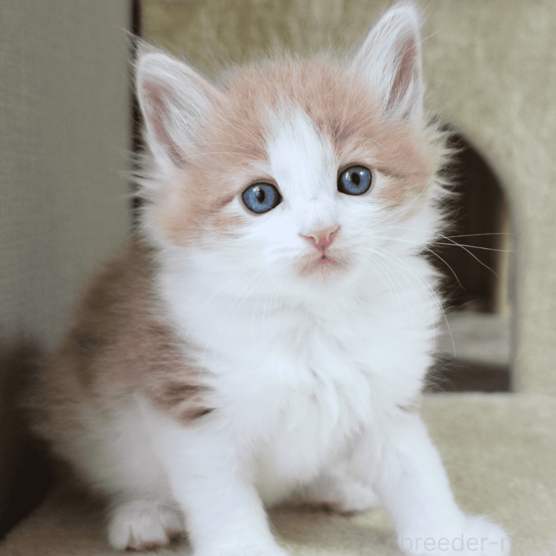 販売中の神奈川県のノルウェージャンフォレストキャット-137949の23枚目