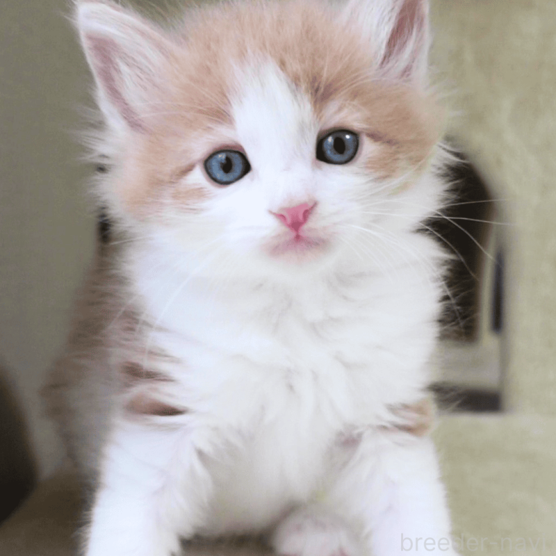 販売中の神奈川県のノルウェージャンフォレストキャット-137949の22枚目