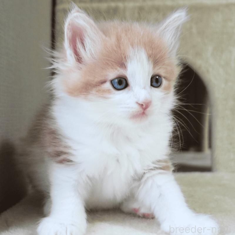 販売中の神奈川県のノルウェージャンフォレストキャット-137949の21枚目