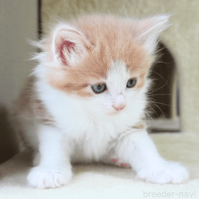 販売中の神奈川県のノルウェージャンフォレストキャット-137949の20枚目