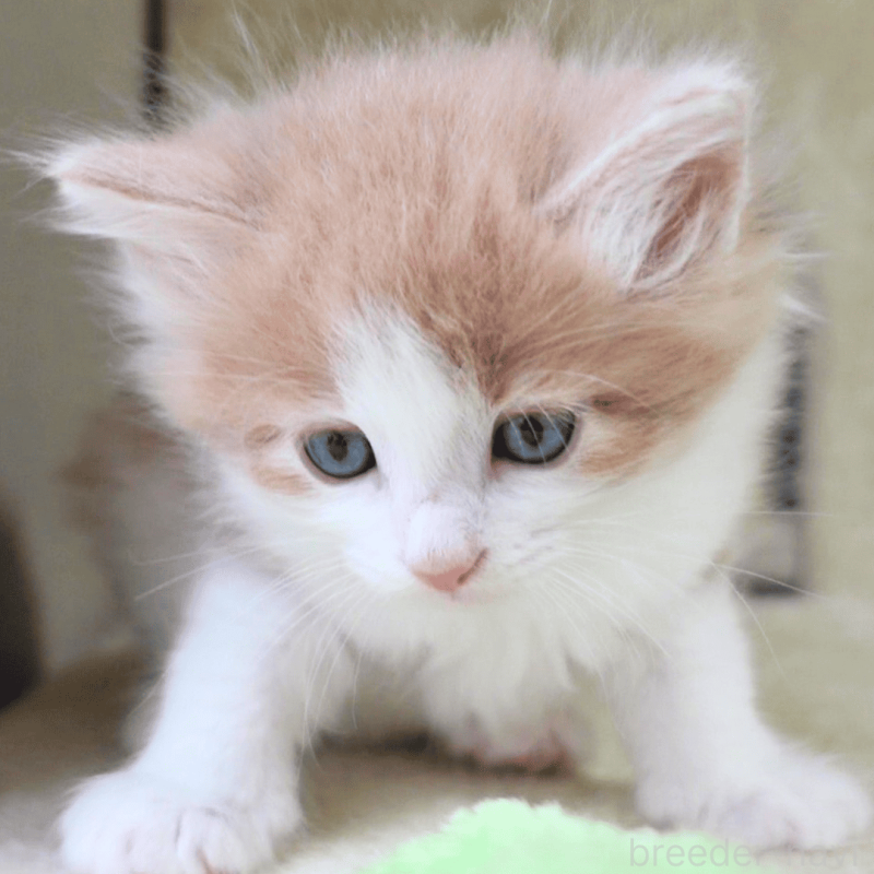 販売中の神奈川県のノルウェージャンフォレストキャット-137949の19枚目