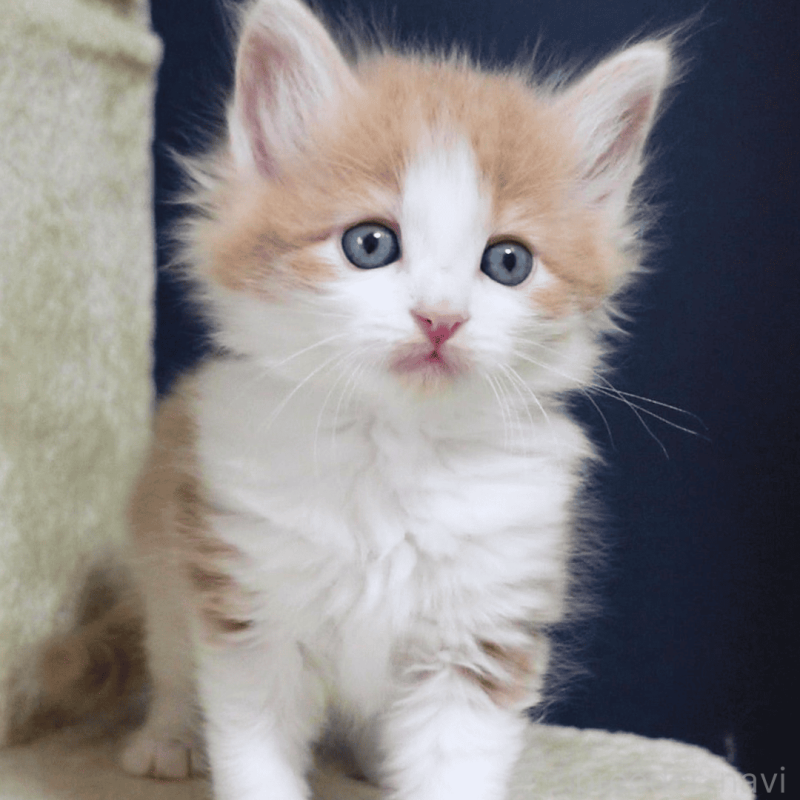 販売中の神奈川県のノルウェージャンフォレストキャット-137949の18枚目