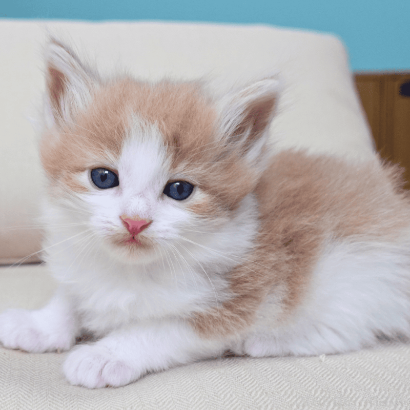 販売中の神奈川県のノルウェージャンフォレストキャット-137949の17枚目