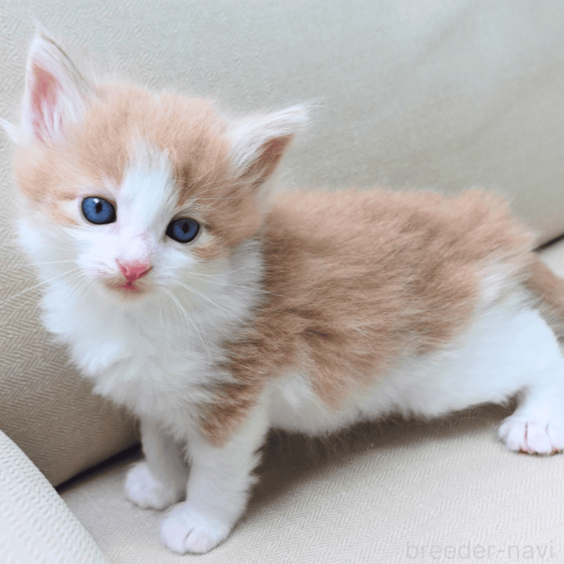 販売中の神奈川県のノルウェージャンフォレストキャット-137949の16枚目