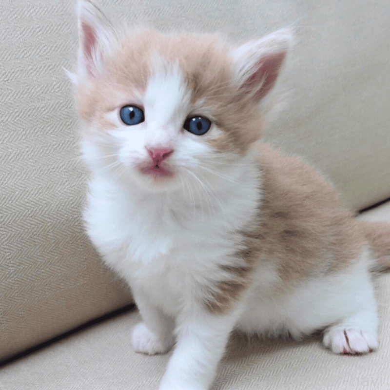 販売中の神奈川県のノルウェージャンフォレストキャット-137949の15枚目