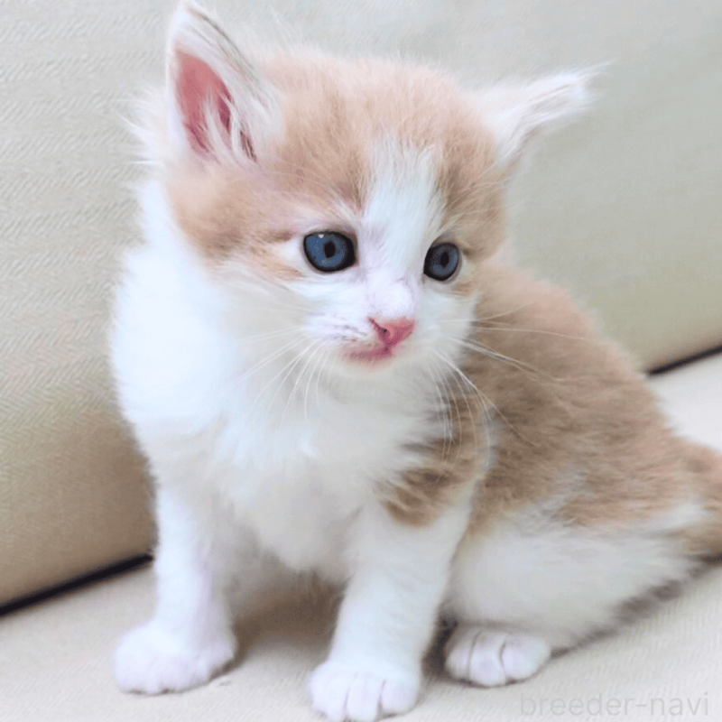 販売中の神奈川県のノルウェージャンフォレストキャット-137949の14枚目