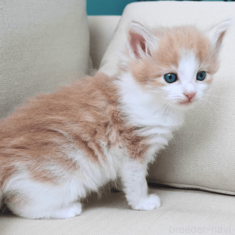 販売中の神奈川県のノルウェージャンフォレストキャット-137949の13枚目