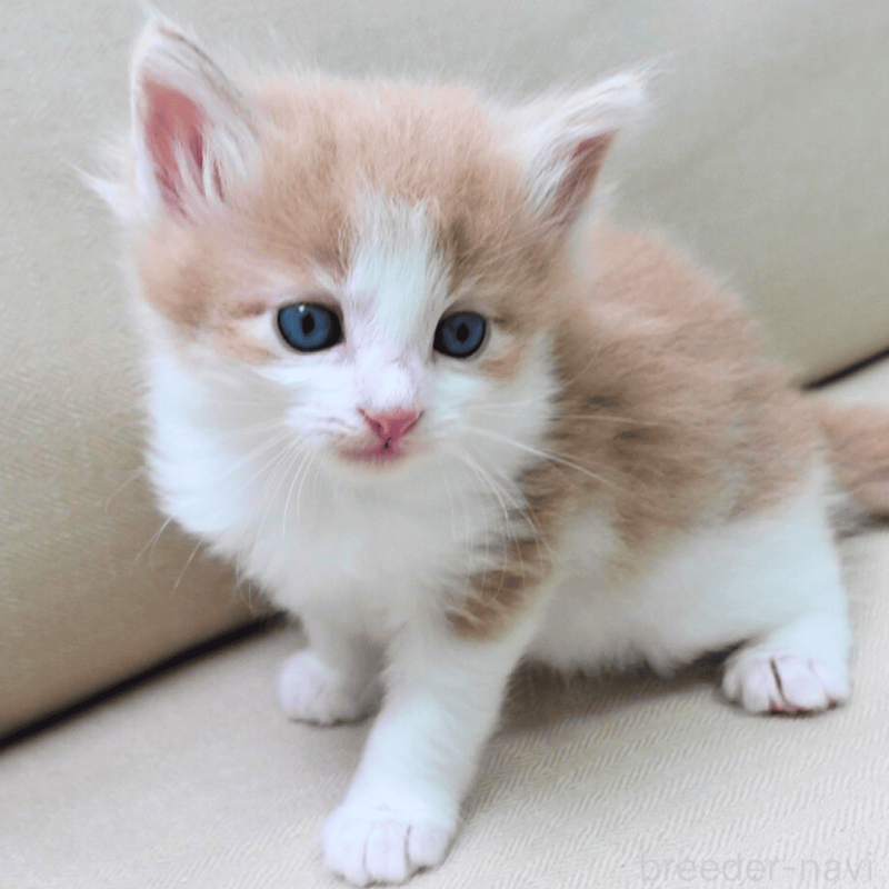 販売中の神奈川県のノルウェージャンフォレストキャット-137949の12枚目