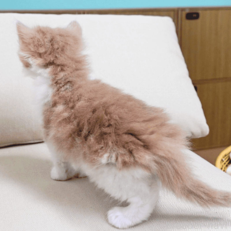 販売中の神奈川県のノルウェージャンフォレストキャット-137949の10枚目