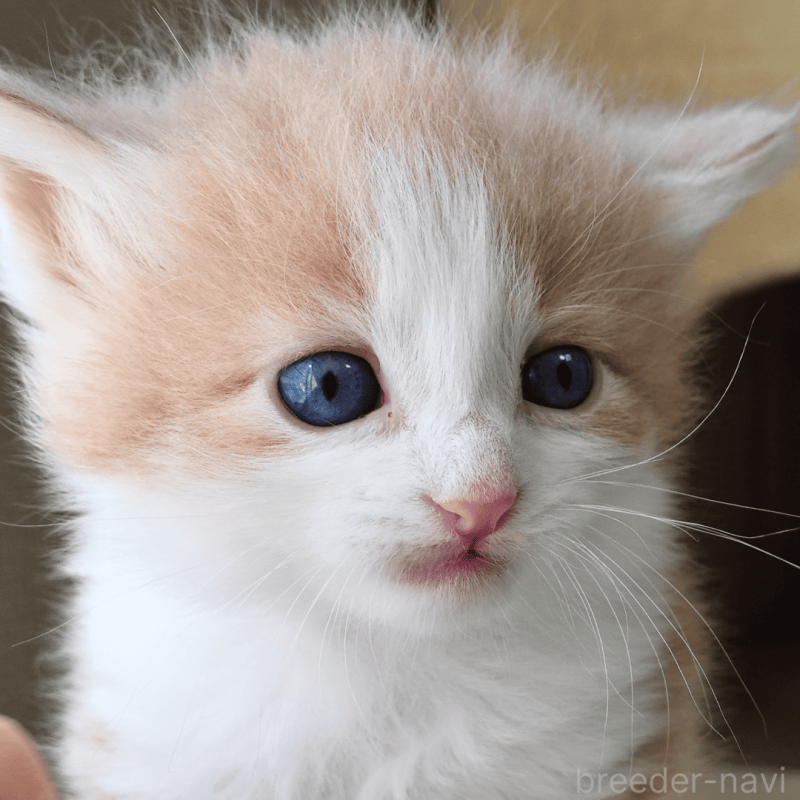 販売中の神奈川県のノルウェージャンフォレストキャット-137949の8枚目