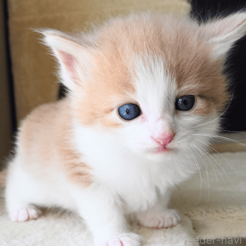 販売中の神奈川県のノルウェージャンフォレストキャット-137949の7枚目