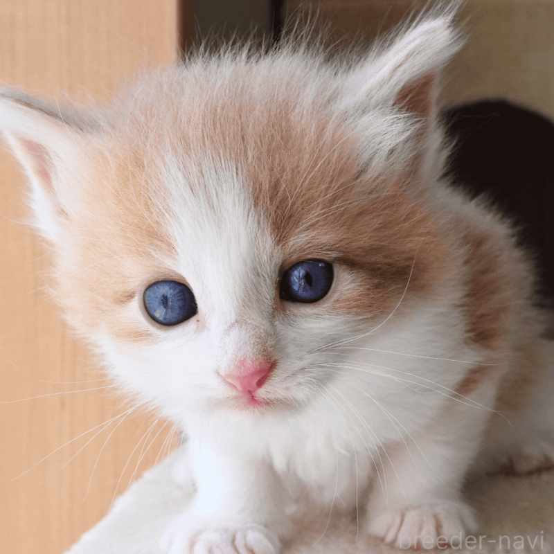 販売中の神奈川県のノルウェージャンフォレストキャット-137949の6枚目