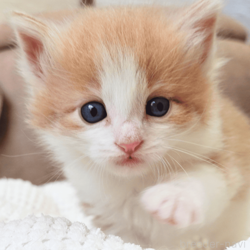 販売中の神奈川県のノルウェージャンフォレストキャット-137949の5枚目