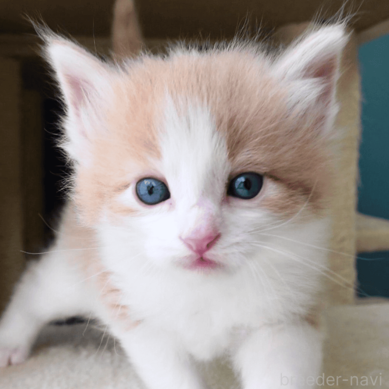 販売中の神奈川県のノルウェージャンフォレストキャット-137949の3枚目