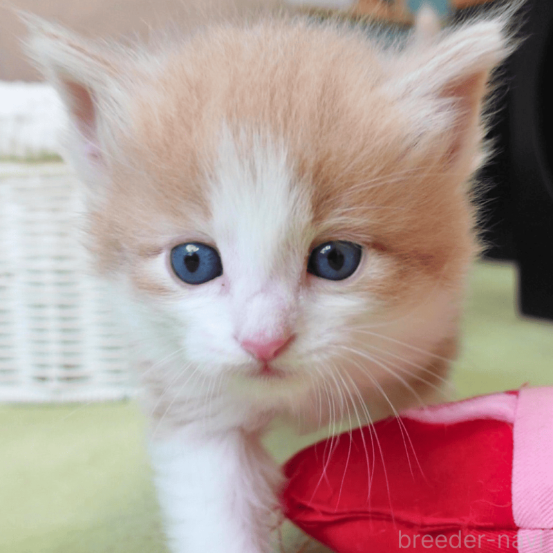 販売中の神奈川県のノルウェージャンフォレストキャット-137949の2枚目