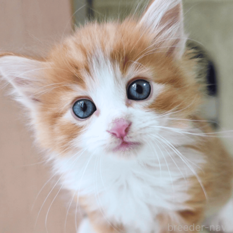 販売中の神奈川県のノルウェージャンフォレストキャット-137950の1枚目