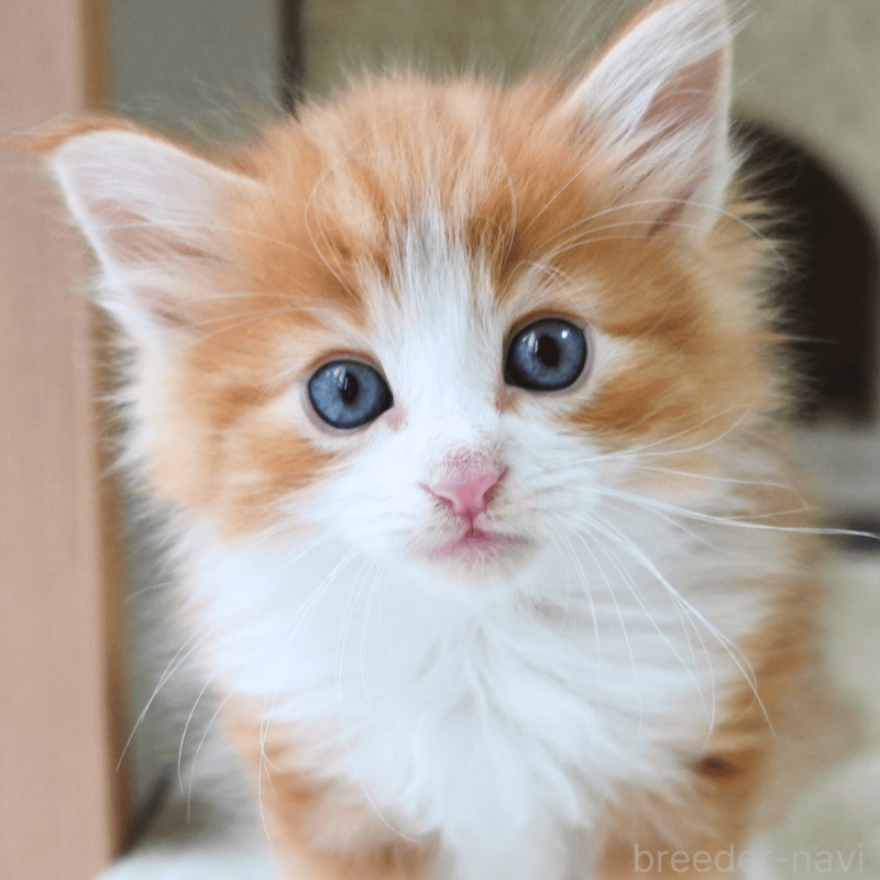 販売中の神奈川県のノルウェージャンフォレストキャット-137950の14枚目