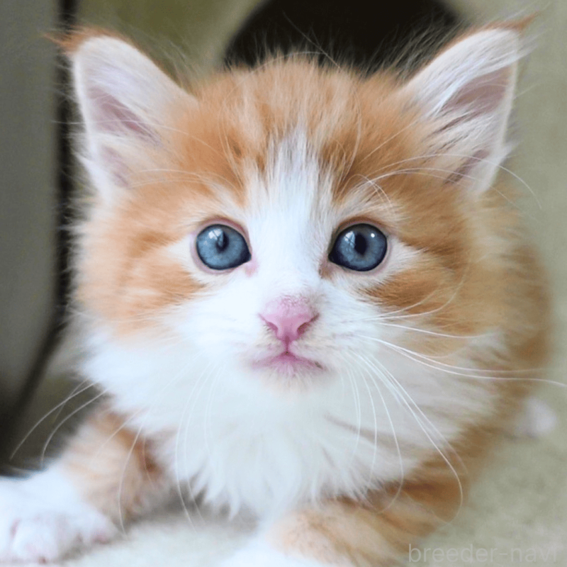 販売中の神奈川県のノルウェージャンフォレストキャット-137950の11枚目