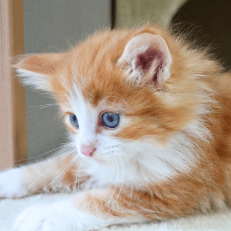 販売中の神奈川県のノルウェージャンフォレストキャット-137950の10枚目