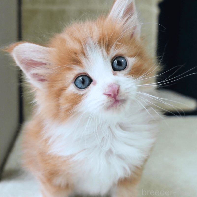 販売中の神奈川県のノルウェージャンフォレストキャット-137950の9枚目