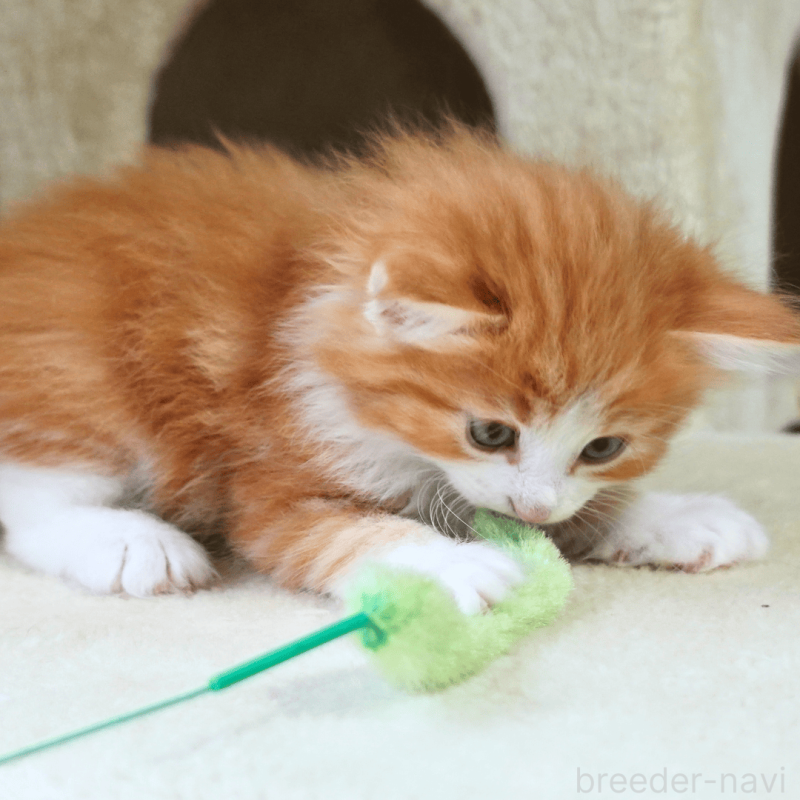 販売中の神奈川県のノルウェージャンフォレストキャット-137950の8枚目