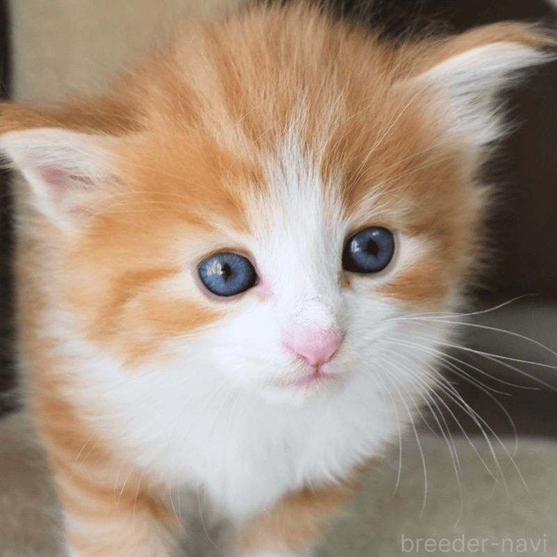 販売中の神奈川県のノルウェージャンフォレストキャット-137950の6枚目