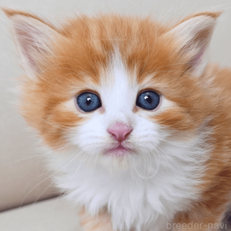 販売中の神奈川県のノルウェージャンフォレストキャット-137950の4枚目