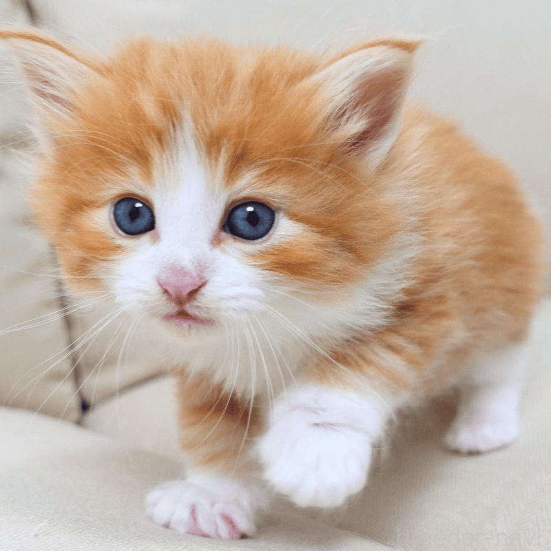 販売中の神奈川県のノルウェージャンフォレストキャット-137950の3枚目