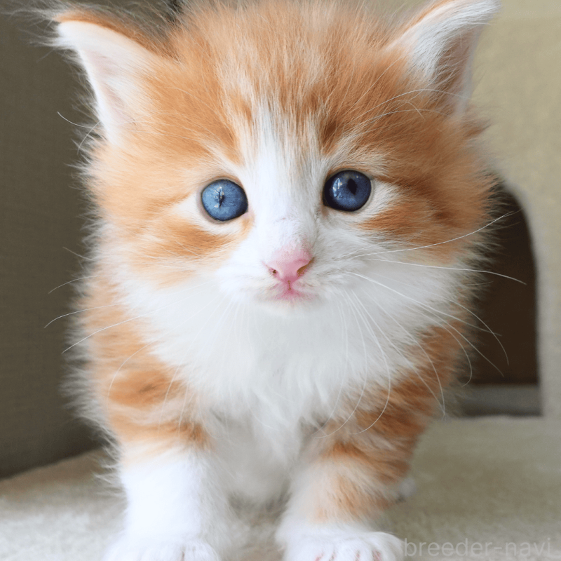 販売中の神奈川県のノルウェージャンフォレストキャット-137951の15枚目