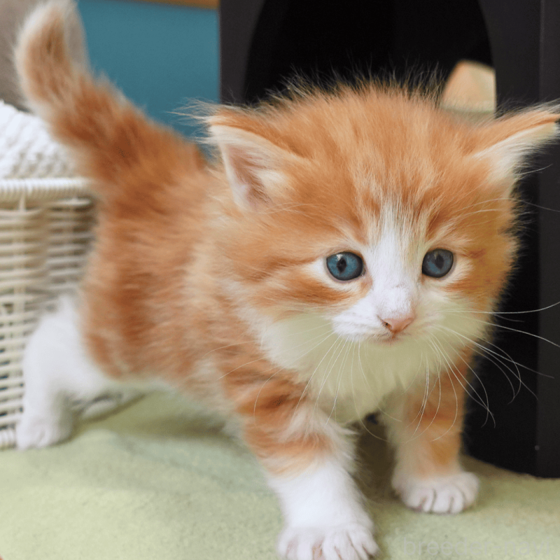 販売中の神奈川県のノルウェージャンフォレストキャット-137951の14枚目