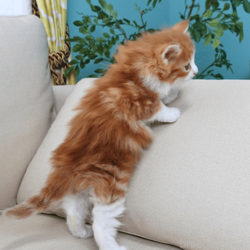 販売中の神奈川県のノルウェージャンフォレストキャット-137951の13枚目