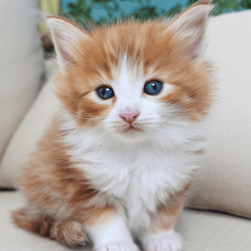 販売中の神奈川県のノルウェージャンフォレストキャット-137951の12枚目