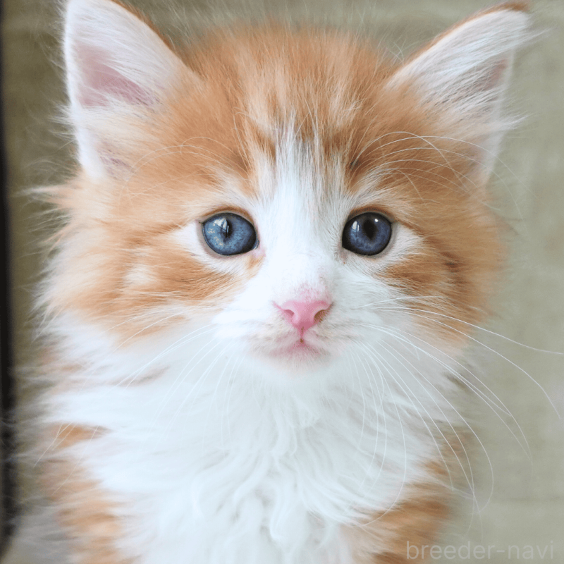 販売中の神奈川県のノルウェージャンフォレストキャット-137951