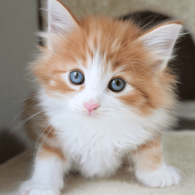 販売中の神奈川県のノルウェージャンフォレストキャット-137951の10枚目