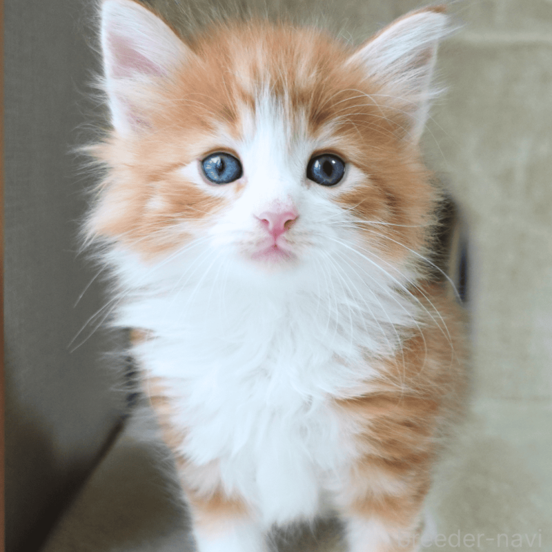 販売中の神奈川県のノルウェージャンフォレストキャット-137951の9枚目