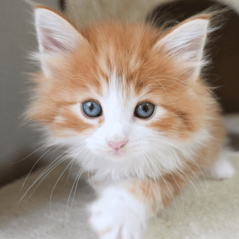 販売中の神奈川県のノルウェージャンフォレストキャット-137951の8枚目