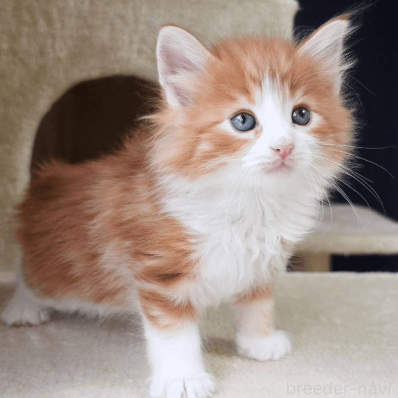 販売中の神奈川県のノルウェージャンフォレストキャット-137951の7枚目