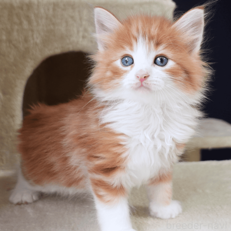 販売中の神奈川県のノルウェージャンフォレストキャット-137951の6枚目