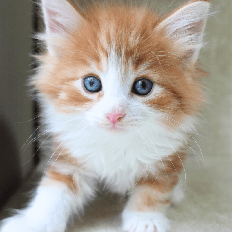 販売中の神奈川県のノルウェージャンフォレストキャット-137951の5枚目